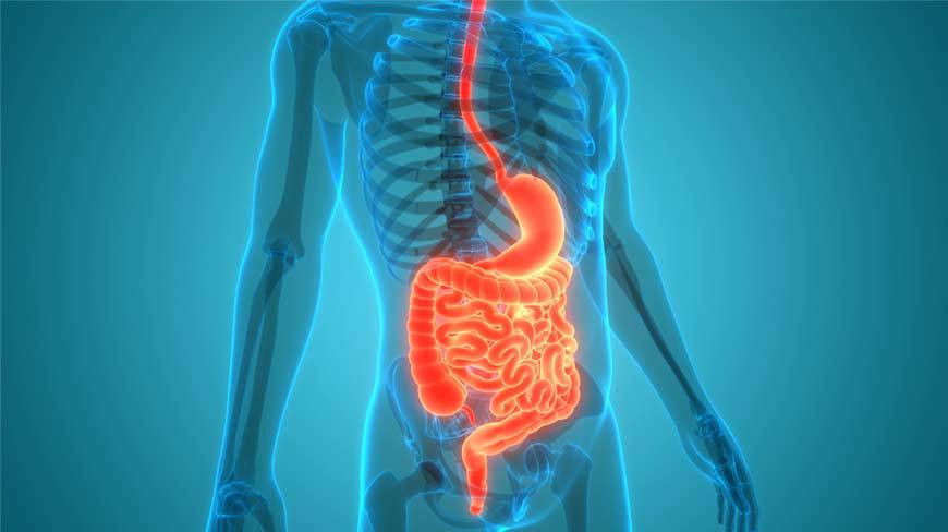 How Your Digestive System Works